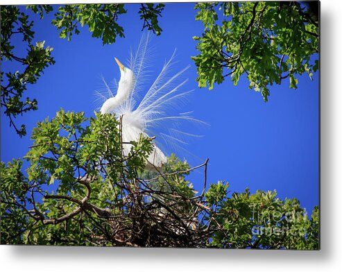 Large Metal Print featuring the photograph Egret Showing Off by Richard Smith
