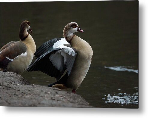 Nature Metal Print featuring the photograph Egyptian Geese by Matt Malloy