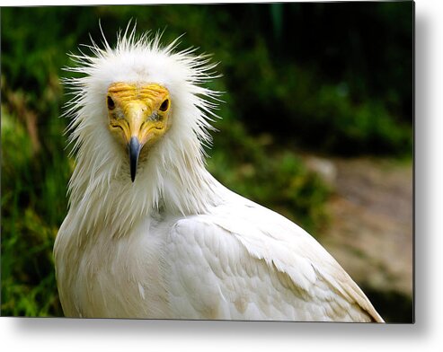 Vulture Metal Print featuring the photograph Egyptian Vulture by Anthony Jones