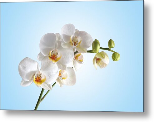 Soft White Orchid Metal Print featuring the photograph Elegance by Gill Billington