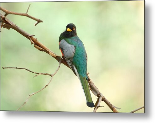 Birds Metal Print featuring the photograph Elegant Trogon At Chiricahuas' South Fork by Steve Wolfe