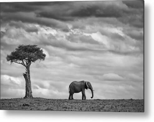 Nature Metal Print featuring the photograph Elephant Landscape by Mario Moreno