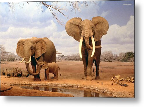 Elephant Metal Print featuring the photograph Elephant by Mariel Mcmeeking