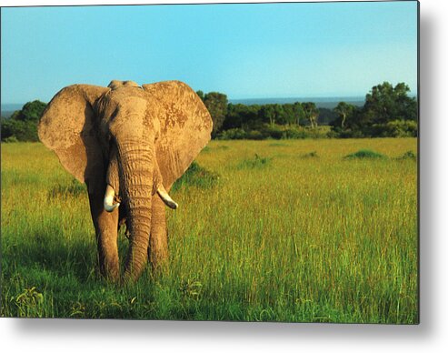 Africa Metal Print featuring the photograph Elephant by Sebastian Musial