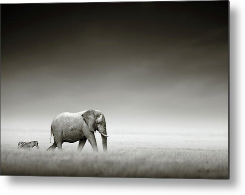 #faatoppicks Metal Poster featuring the photograph Elephant with zebra by Johan Swanepoel