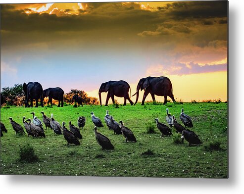 Africa Metal Print featuring the photograph Elephants and Vultures by Janis Knight