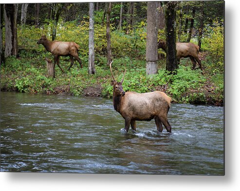 Elk Metal Print featuring the photograph Elks by the Stream by Tim Stanley
