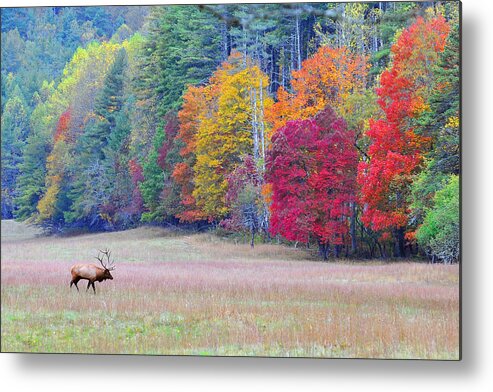 Mammal Metal Print featuring the photograph Elk in the Valley by Alan Lenk