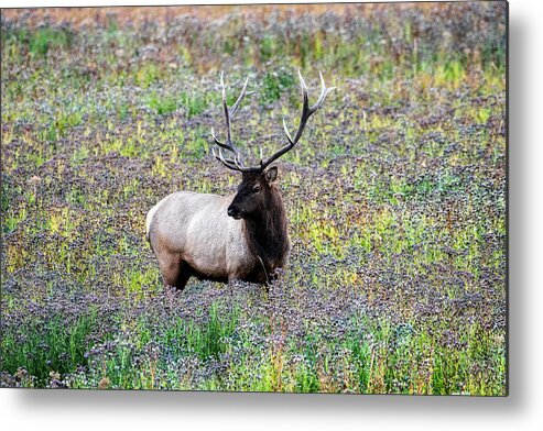 Yellowstone Metal Print featuring the photograph Elk in Wildflowers #2 by Scott Read