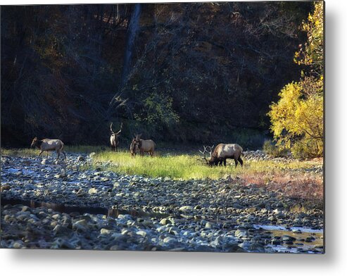 Buffalo National River Metal Print featuring the photograph Elk River Crossing at Sunrise by Michael Dougherty