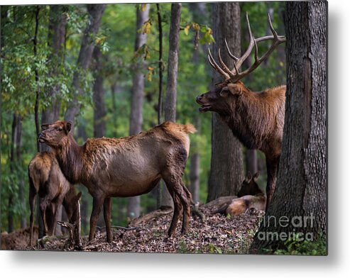 Elk Metal Print featuring the photograph Elk Romance by Andrea Silies