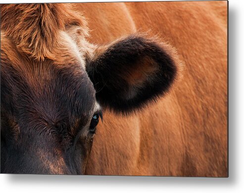 Animal Photography Metal Print featuring the photograph Elsie's Ear by Ginger Stein
