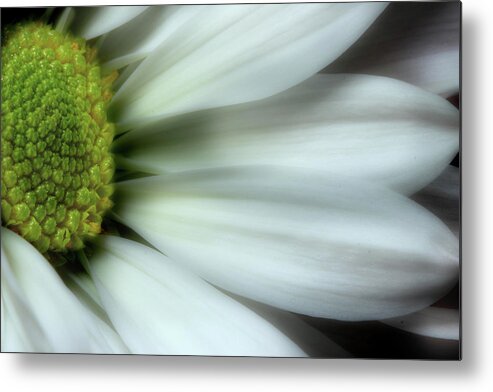 Daisy Metal Print featuring the photograph Embrace by Mike Eingle