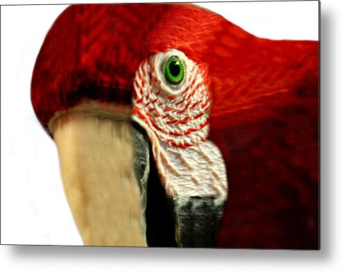Macro Metal Print featuring the photograph Emerald Eye by Barbara S Nickerson