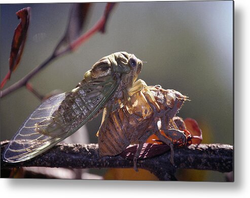 Cicada Metal Print featuring the photograph Emerging - Cicada 1 by DArcy Evans