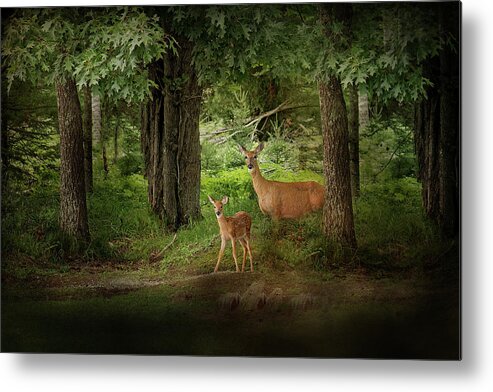 Deer Print Metal Print featuring the photograph Enchanted Forest Deer Print by Gwen Gibson