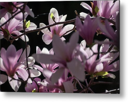 Magnolias Metal Print featuring the photograph Enchantment - by Julie Weber