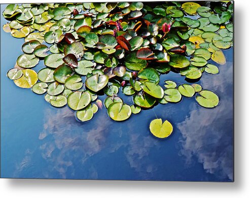 Water Lilies Metal Print featuring the photograph End of July Water Lilies in the Clouds by Janis Senungetuk