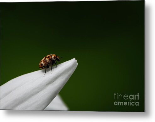 Bug Metal Print featuring the photograph End of the Road by Andrea Silies