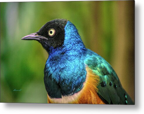 Beautiful Birds Metal Print featuring the photograph Endangered Species by Dennis Baswell