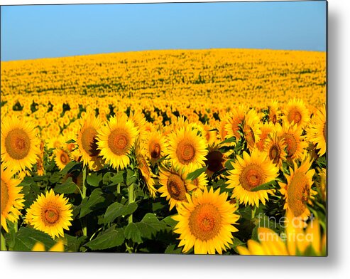 Helianthus Annuus Metal Print featuring the photograph Endless Sunflowers by Catherine Sherman