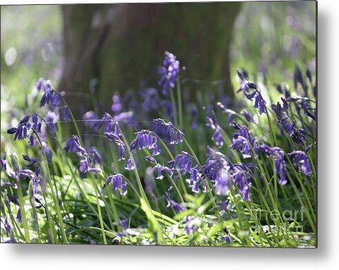 English Bluebells In The Sunshine Surrey Uk Metal Print featuring the photograph English Bluebells by Julia Gavin
