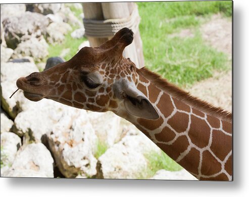 Giraffe Metal Print featuring the photograph Enjoying a Snack by Diane Macdonald