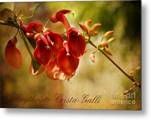 Flowers Metal Print featuring the photograph Erythrina Crista-Galli by Mary Jane Armstrong