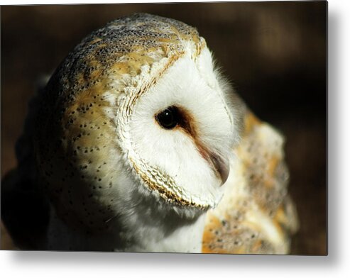 Owl Metal Print featuring the photograph European Barn Owl by Holly Ross