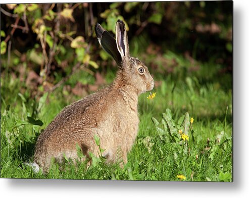 European Hare Metal Print featuring the photograph European Hare with Flower by Aivar Mikko