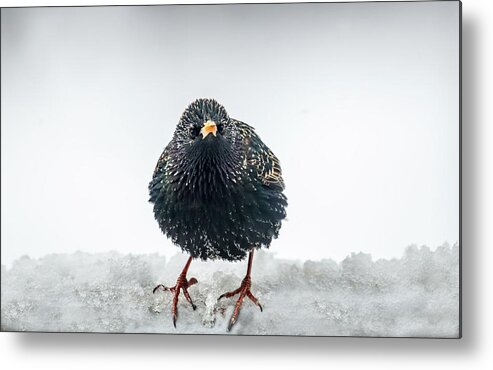 Starling Metal Print featuring the photograph European Starling in the snow by Patrick Wolf