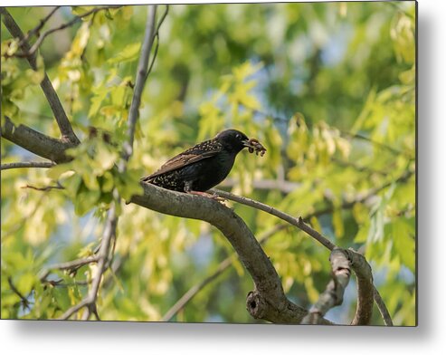 Bird Metal Print featuring the photograph European Starling With Lunch by Holden The Moment