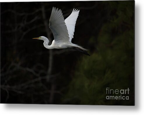 Egret Metal Print featuring the photograph Evening Flight by Dale Powell