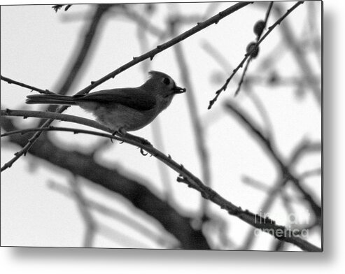 Bird Metal Print featuring the photograph Evening Hunt 3 by Joy Tudor