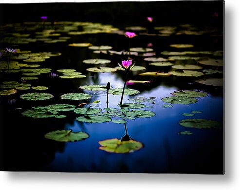 Water Lilies Metal Print featuring the photograph Evening Water Lilies by Craig Watanabe