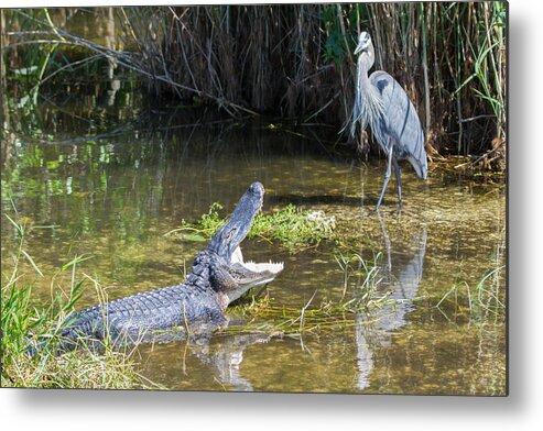Everglades National Park Metal Print featuring the photograph Everglades 431 by Michael Fryd