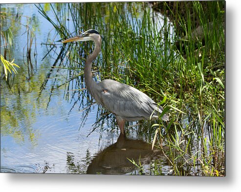 Everglades National Park Metal Print featuring the photograph Everglades 572 by Michael Fryd