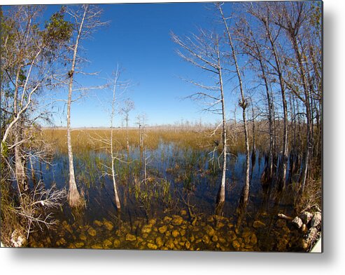 Everglades National Park Metal Print featuring the photograph Everglades 85 by Michael Fryd