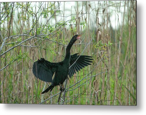 American Anhinga Metal Print featuring the photograph Everglades-anahinga by Brian Green