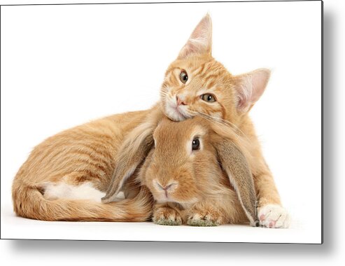 Sandy Lionhead Lop Metal Print featuring the photograph Everybody needs a Bunny for a Pillow by Warren Photographic