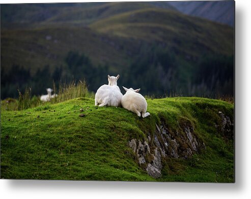 Sheep Metal Print featuring the photograph Ewe and Me by Rob Davies