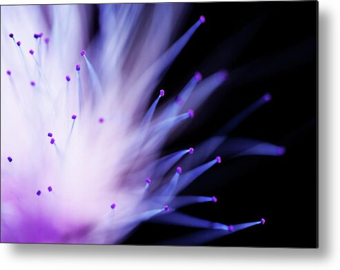 Mimosa Metal Print featuring the photograph Explosive by Mike Eingle