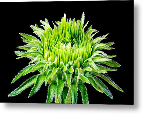 Coneflower Metal Print featuring the photograph Extreme Green by Jim Hughes