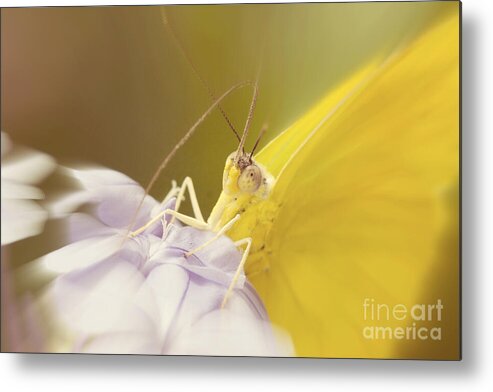 Eye Contact Metal Print featuring the photograph Butterfly Eye Contact by Chris Scroggins