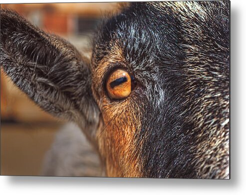Animal Metal Print featuring the photograph Eye of the Goat by Brian Cross