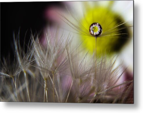 Flower Metal Print featuring the photograph EyeDrop by Wolfgang Stocker