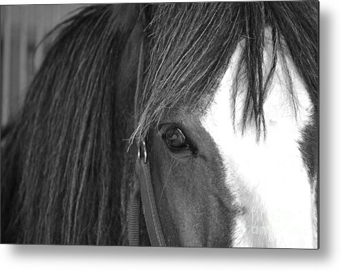 Horse Metal Print featuring the photograph Eyes by Traci Cottingham