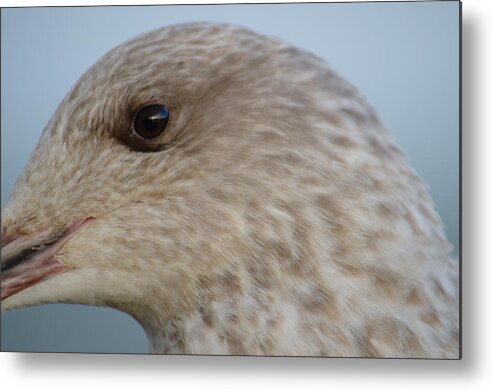 Gull Metal Print featuring the photograph Face of Young Seagull by Adrian Wale