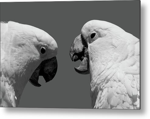Cockatoo Metal Print featuring the photograph Face to Face IV BW by David Gordon