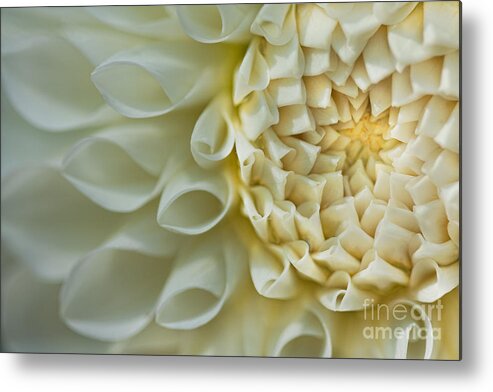 Dahlias Metal Print featuring the photograph Fade to Blue by Marilyn Cornwell